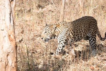 Fototapeta na wymiar A leopard silently waiting