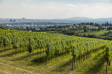 Fototapeta na wymiar vienna panorama from vineyards