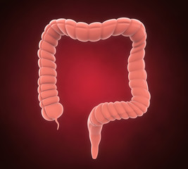 Human Colon Anatomy