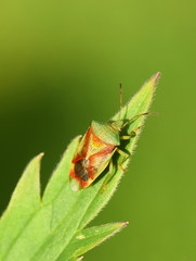 Shield bug Acanthosoma haemorrhoidale sitting on green leaf