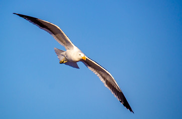 Sea Gull Flight