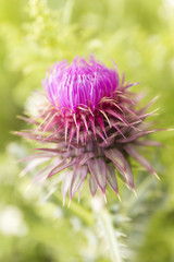 Closeup purple flower of onopordum acanthium on blur green background. Wiolet wild flower macro background.