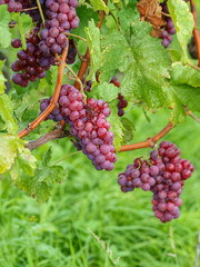Cépages du Markgräflerland dans le sud de l'Allemagne. Grappes de raisin de coloration rouge du terroir des collines de Tullingen