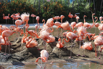 The Flamingos of San Diego Sea World  - obrazy, fototapety, plakaty
