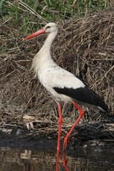 Beautiful stork walking on lake pond coast. Kiev Ukraine. Stork fishing on a lake. 