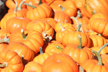 Pumpkin minis