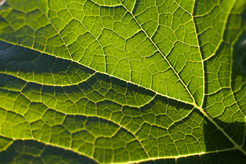 green leaf close-up, corn