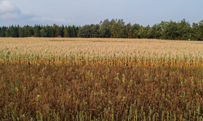 Maisfeld ist von der Trockenheit Dürre betroffen