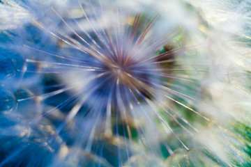 dandelion flower close-up, dandelion seeds, umbrellas