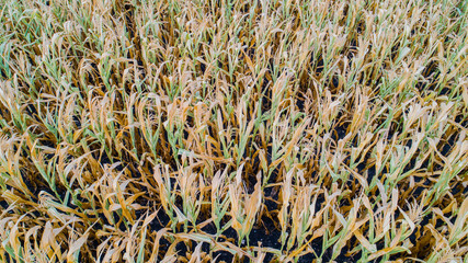 Maisfeld ist von der Trockenheit Dürre betroffen