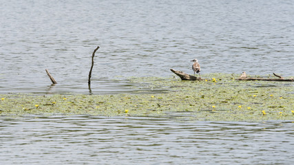 Water surface of a lake with yellow flowering plants on the surface and a seagull on a branch.