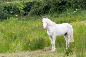 Obraz na płótnie Canvas Country Horse 