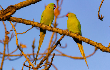 Ringneck Parakeet