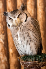 Pygmy owl,Glaucidium brodiei 1 year old isolate on background, technical closed up.