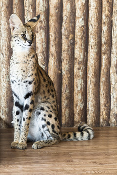Margay cat,kitty 8 month isolate on background.Copy space.Closed up.