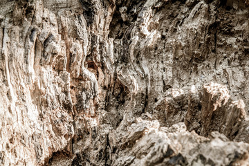 Background of natural wood, old tree stump background