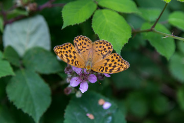 butterfly on a flower in the forest