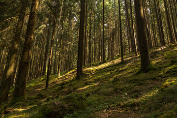 sunshine in the forest