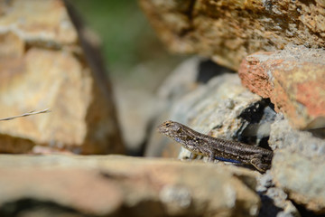 Tiny lizard among rocks in sunlight