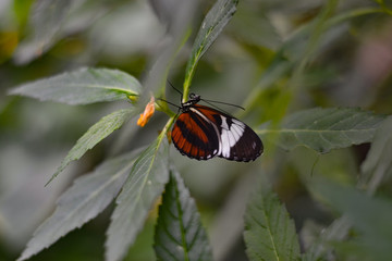 Mariposa libando, Mariposario de Benalmádena, Málaga