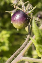 Obraz premium Paradise apples greenish variety with drops of water after rain outdoors.