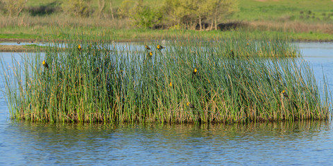 Flock of tiny birds settling in pond grass