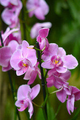 Obraz na płótnie Canvas Orquídea rosa