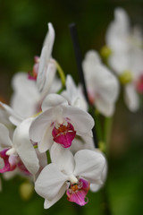Fototapeta premium Orquídea blanca
