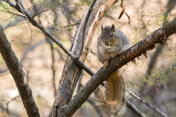 Naklejka na ściany i meble Squirrel with nut on tree branch