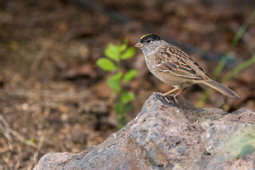 Small golden-crowned sparrow on rock