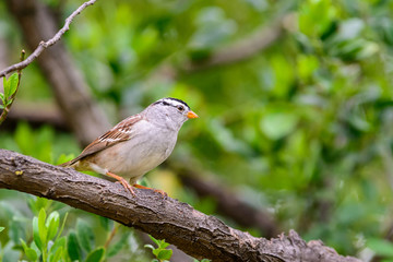 Fototapeta premium Small grey bird on branch