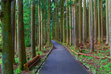 Fototapeta premium Nature study trail with wooden bridge in the tropical forest of Thailand