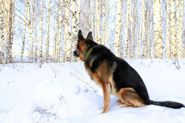 Dog German Shepherd on snow in a winter day