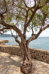 A single tree on the seafront in the holiday resort of Cala Millor with a beautiful view of Mittelmerr on the Spanish Balearic island of Mallorca in front of a bright blue sky.