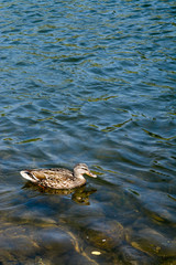Duck swimming in clear river water