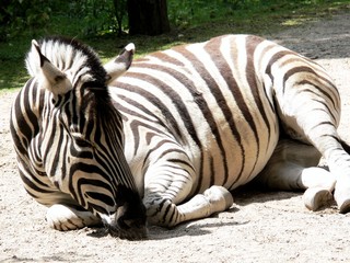 Fototapeta na wymiar Schlafendes Zebra
