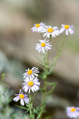 Wild daisies in close-up