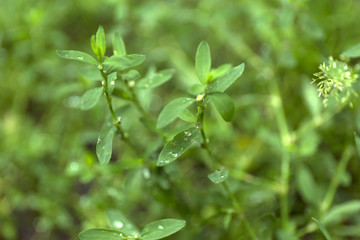 Fresh drops on green grass. Macro blur background.