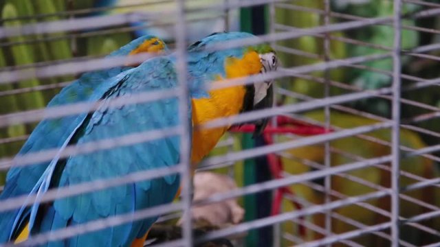 A colorful parrot is sitting in a cage.