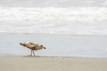 Lonely seagull on shoreline