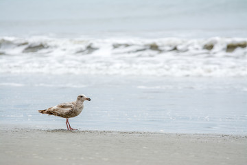 Gray seagull on ocean shore