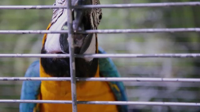 A colorful parrot is sitting in a cage.