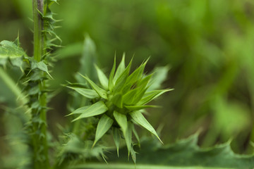 Closeup bud of onopordum acanthium on blur green background. Wild flower macro background.