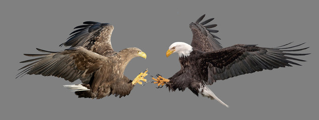 Naklejka premium Fight of two eagles