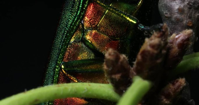 Close up of the abdomen of a Jewel beetle.