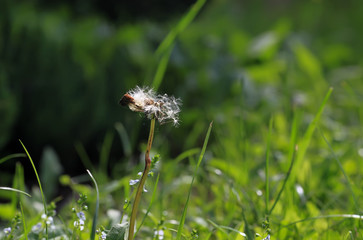 Photo of dandelion close-up on natural blurred background.