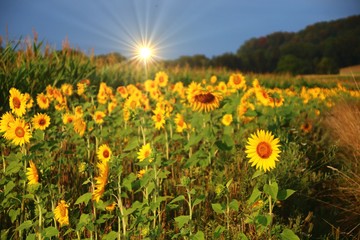 randstreifen sonnenblumen bienennahrung