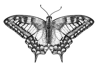 Swallowtail butterfly (Papilio machaon) illustration, drawing, engraving, ink, line art, vector