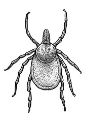 Tick illustration, drawing, engraving, ink, line art, vector