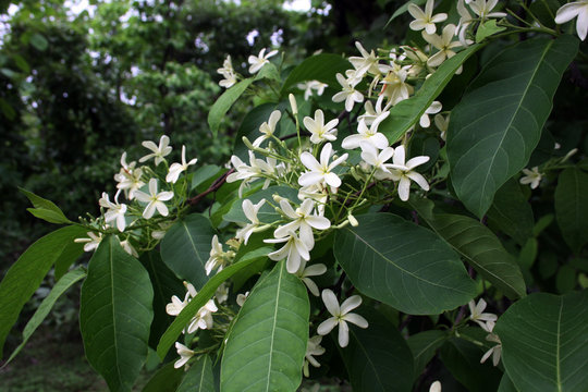 Beauty of White in The shadow of Nature Green